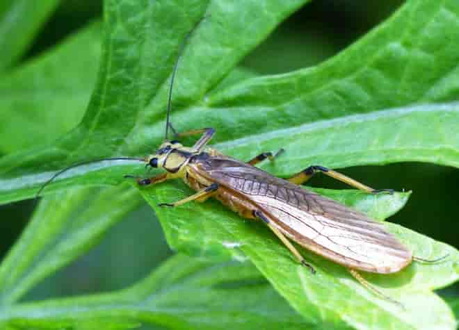 昆虫図鑑・フタツメカワゲラ